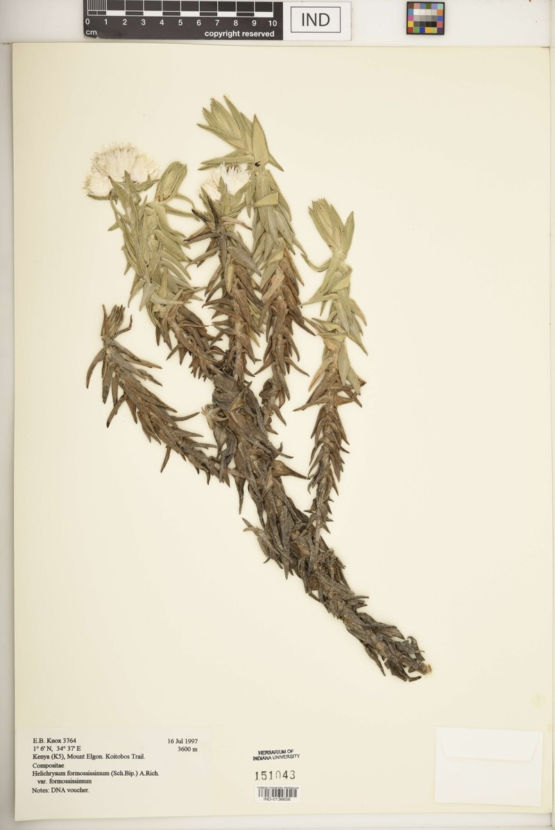 Helichrysum formosissimum var. formosissimum photo 3