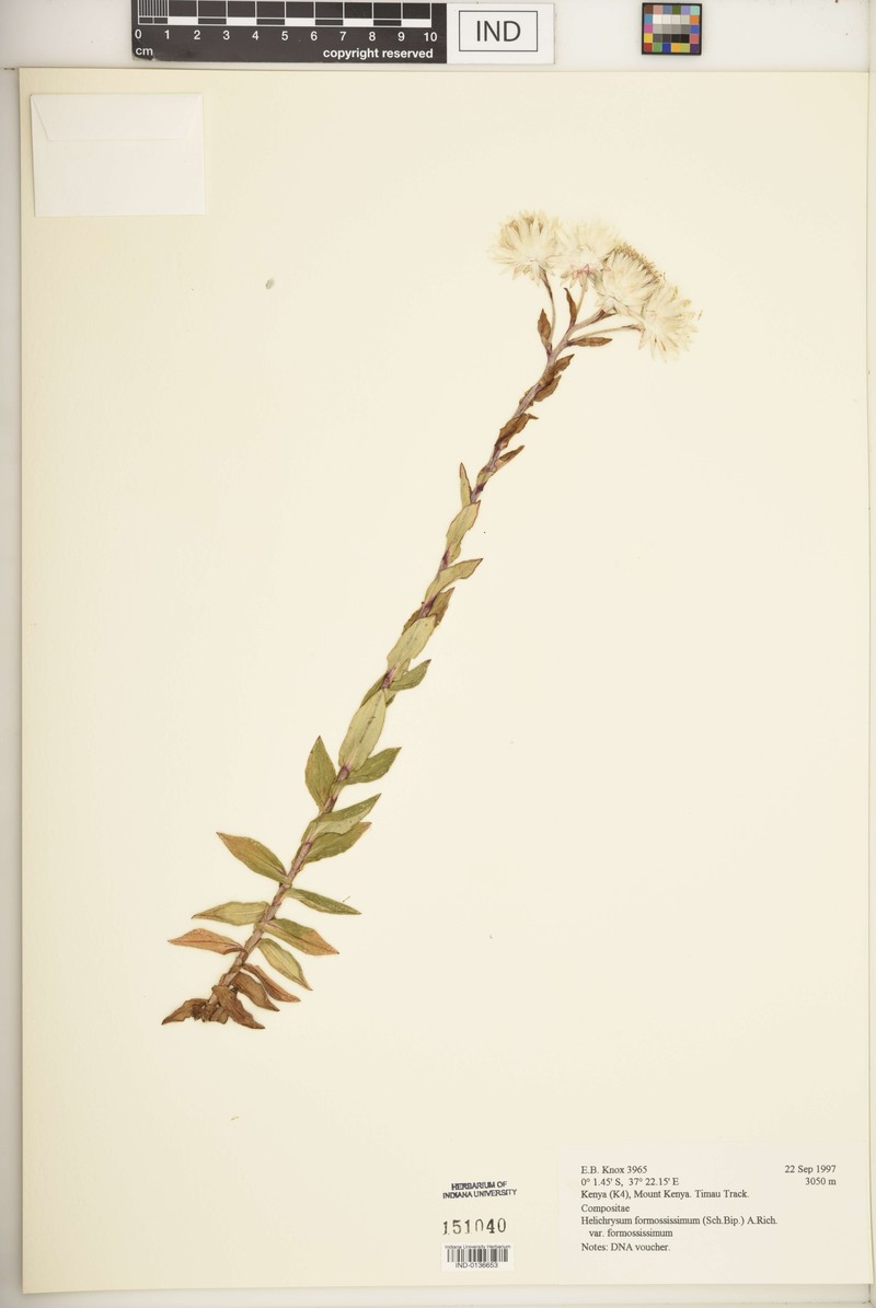 Helichrysum formosissimum var. formosissimum photo 4