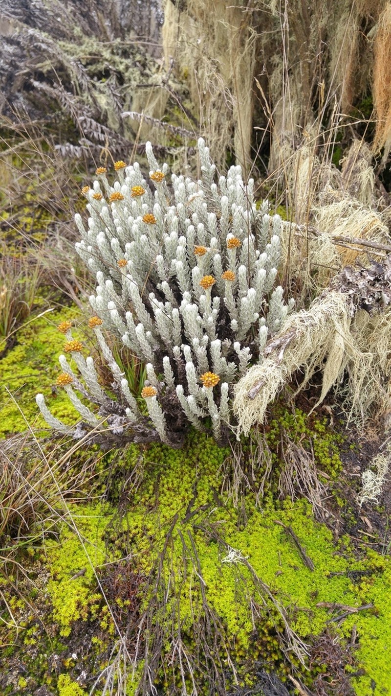 Helichrysum forskaohlii