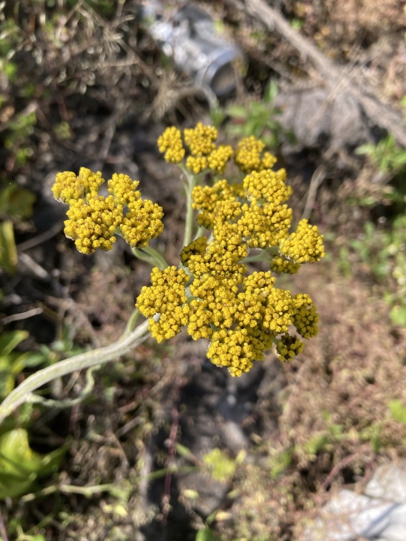 Helichrysum forskaohlii photo 2