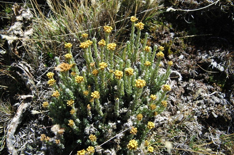Helichrysum forskaohlii photo 3