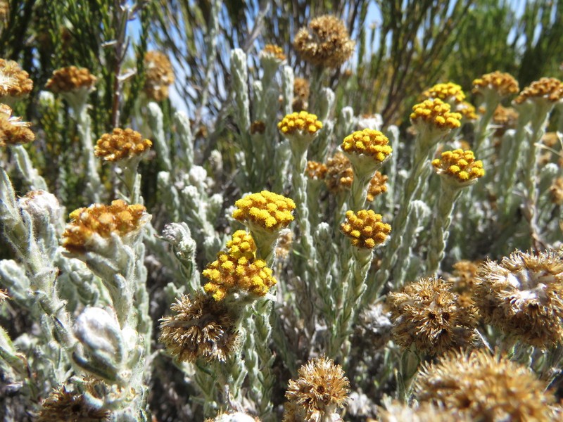 Helichrysum forskaohlii photo 4