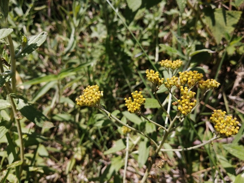 Helichrysum forskaohlii photo 5