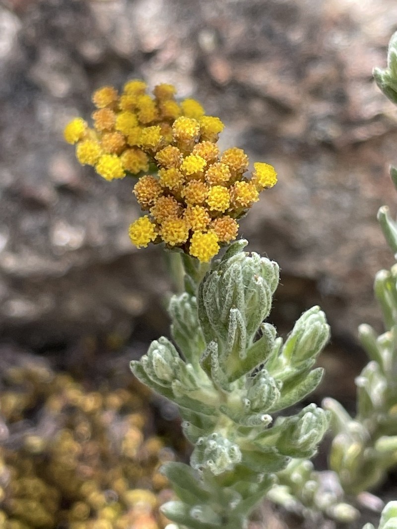 Helichrysum forskaohlii photo 6