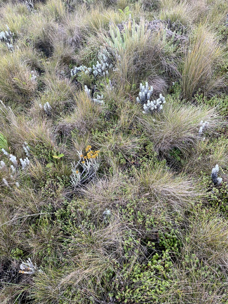 Helichrysum forskaohlii photo 7
