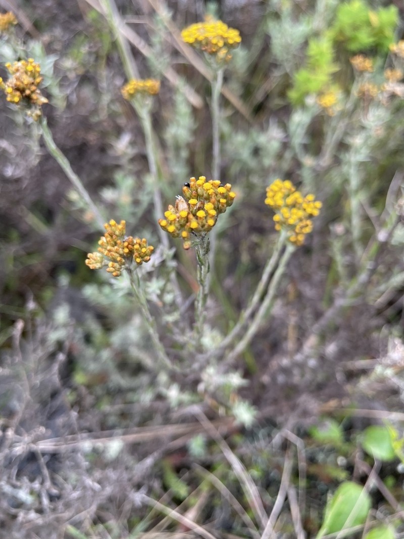 Helichrysum forskaohlii photo 8