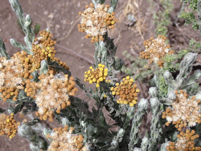 Helichrysum forskaohlii var. compactum