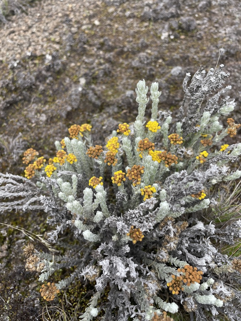 Helichrysum forskaohlii var. compactum photo 2