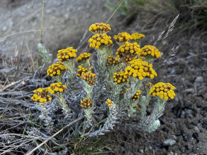Helichrysum forskaohlii var. compactum photo 3