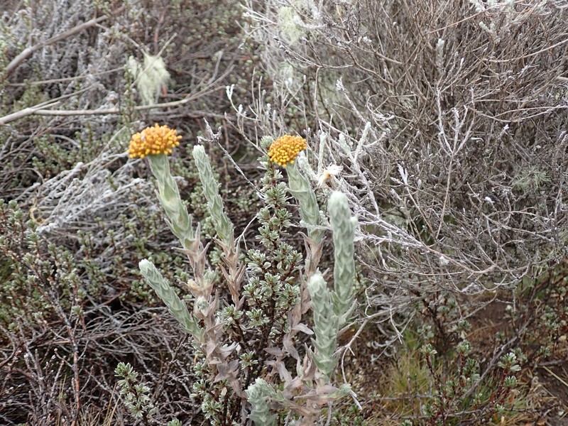 Helichrysum forskaohlii var. compactum photo 4