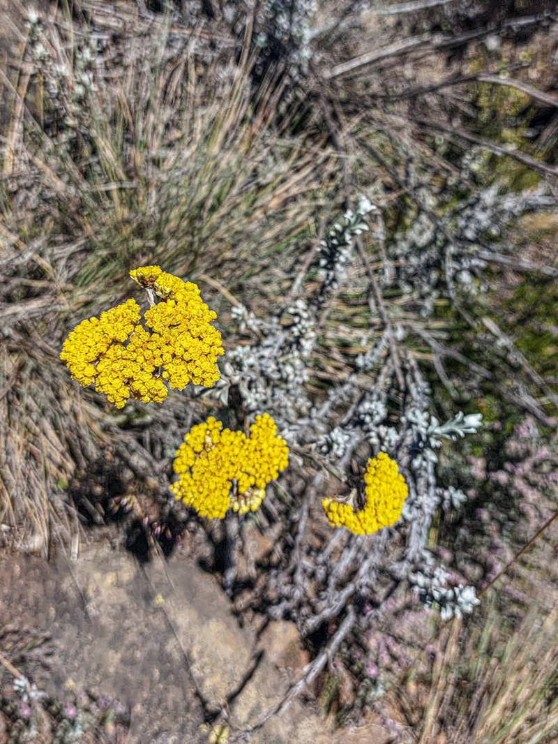 Helichrysum forskaohlii var. forskaohlii