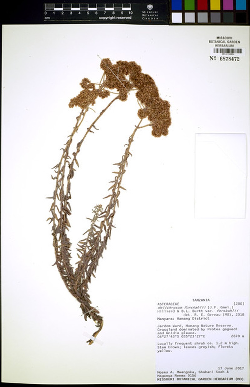 Helichrysum forskaohlii var. forskaohlii photo 2