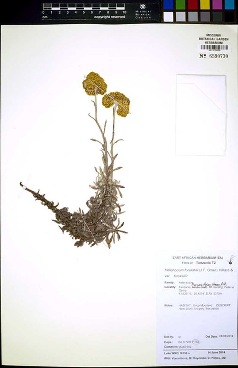 Helichrysum forskaohlii var. forskaohlii photo 3