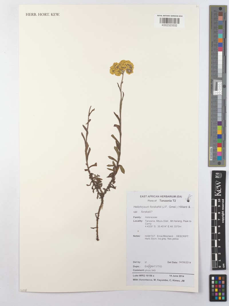Helichrysum forskaohlii var. forskaohlii photo 4