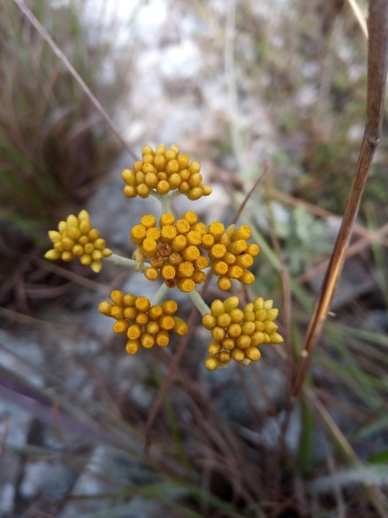 Helichrysum forsythii