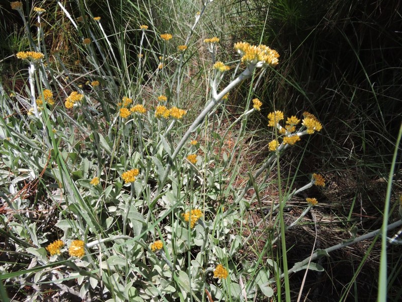 Helichrysum forsythii photo 3