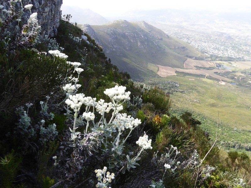 Helichrysum fruticans