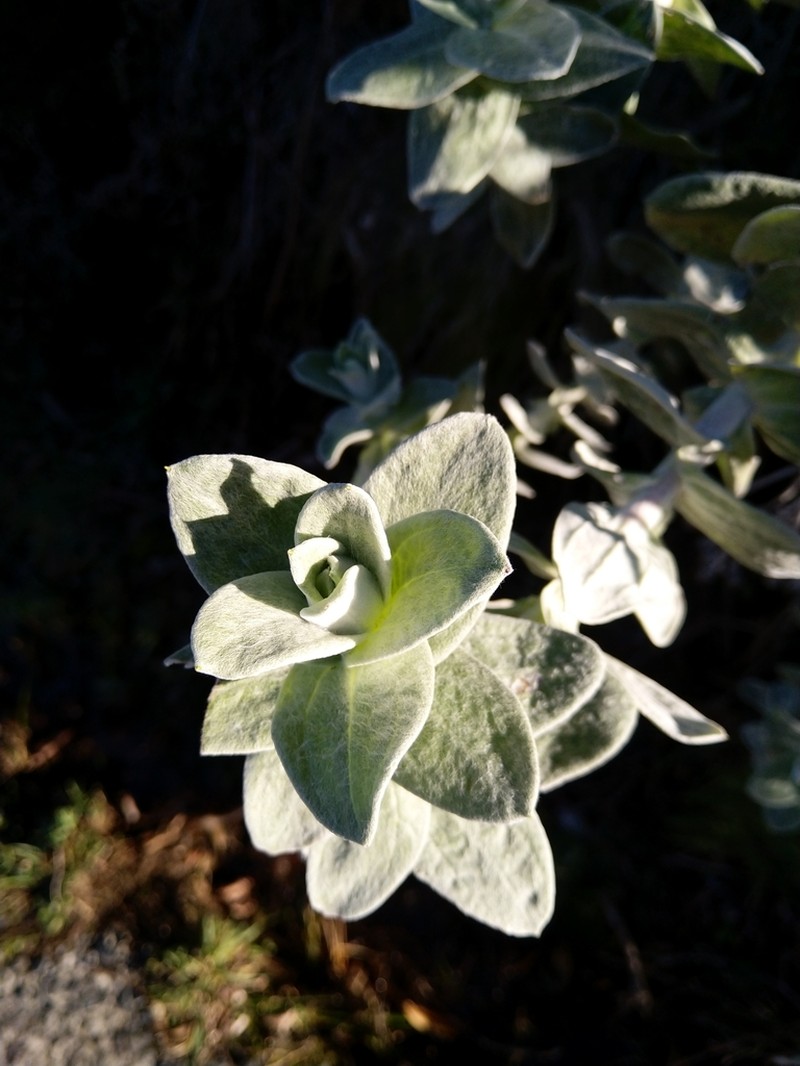 Helichrysum fruticans photo 2