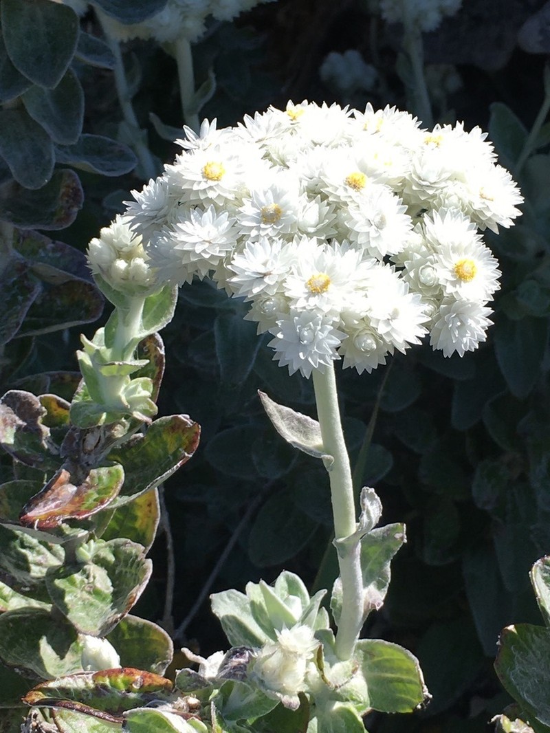 Helichrysum fruticans photo 3