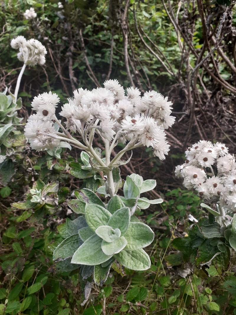 Helichrysum fruticans photo 4
