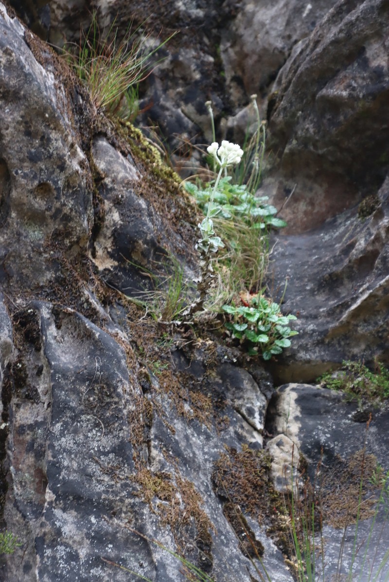 Helichrysum fruticans photo 5