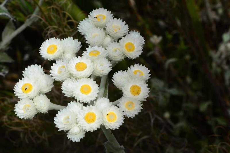 Helichrysum fruticans photo 6