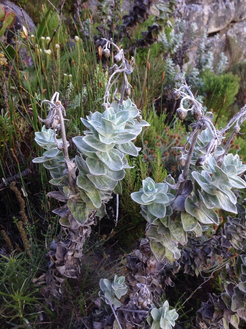 Helichrysum fruticans photo 7
