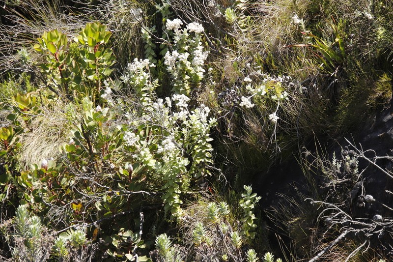 Helichrysum fruticans photo 8