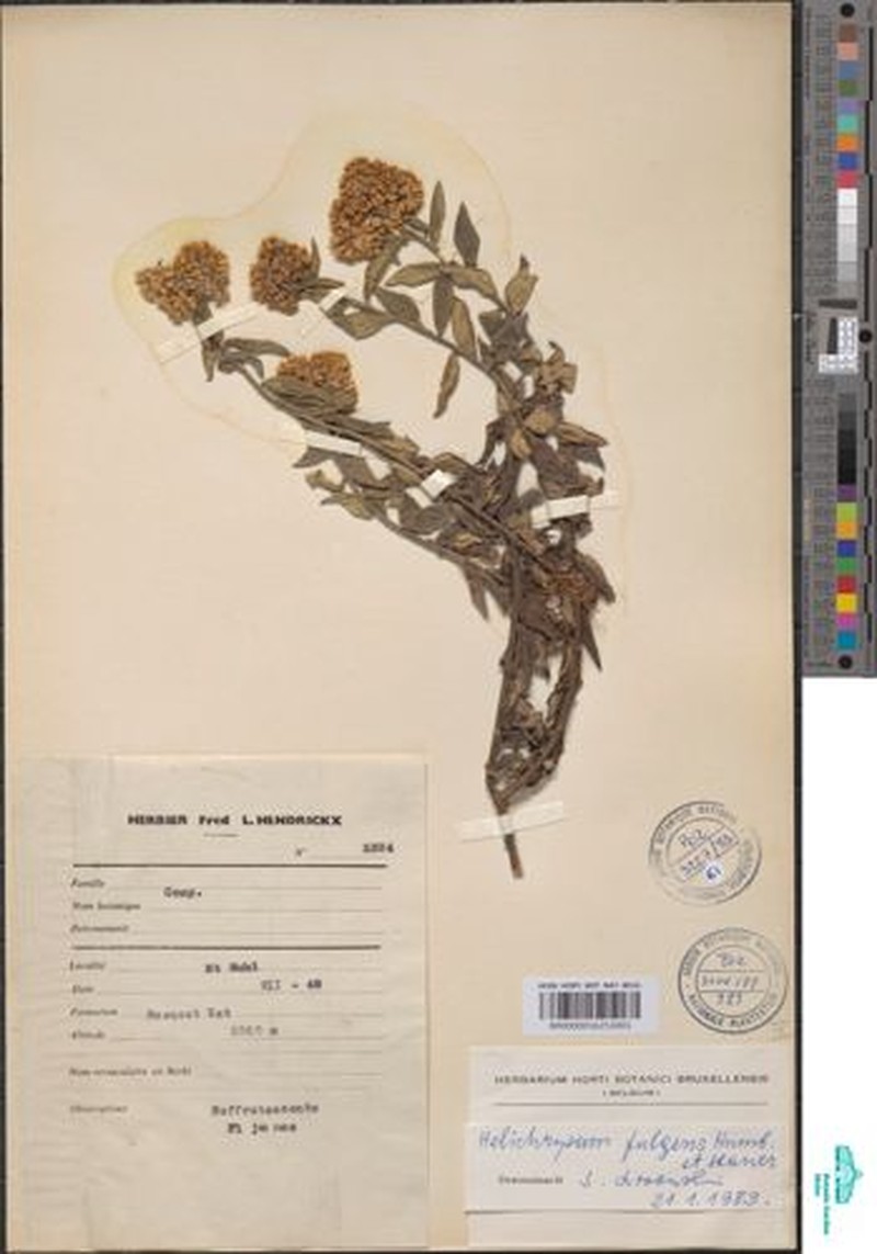 Helichrysum fulgens