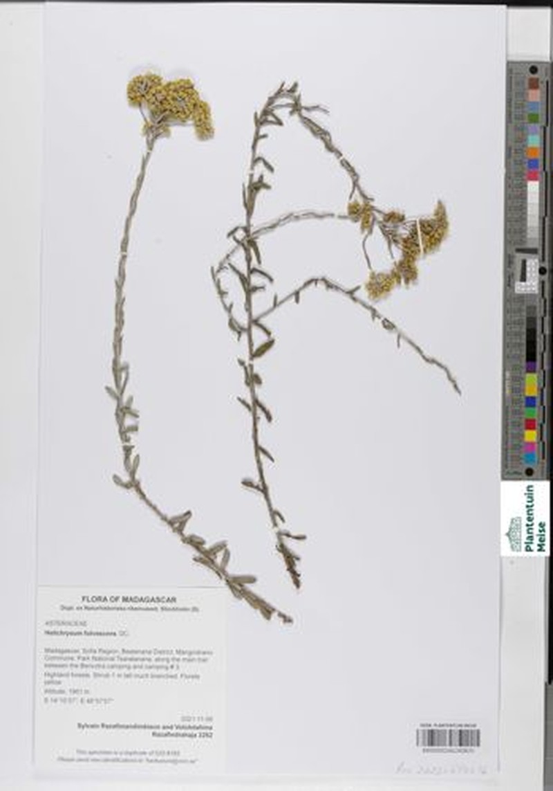 Helichrysum fulvescens