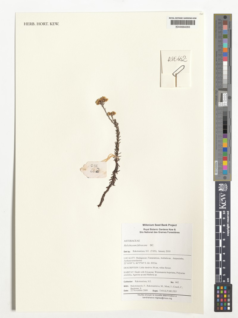 Helichrysum fulvescens photo 2