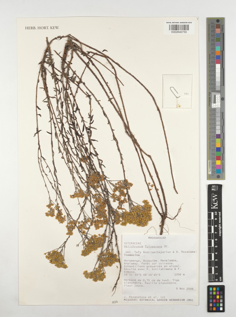 Helichrysum fulvescens photo 3