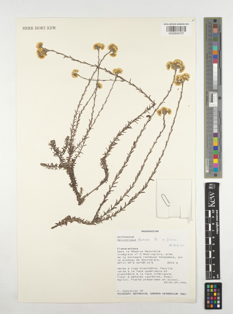 Helichrysum fulvescens photo 4