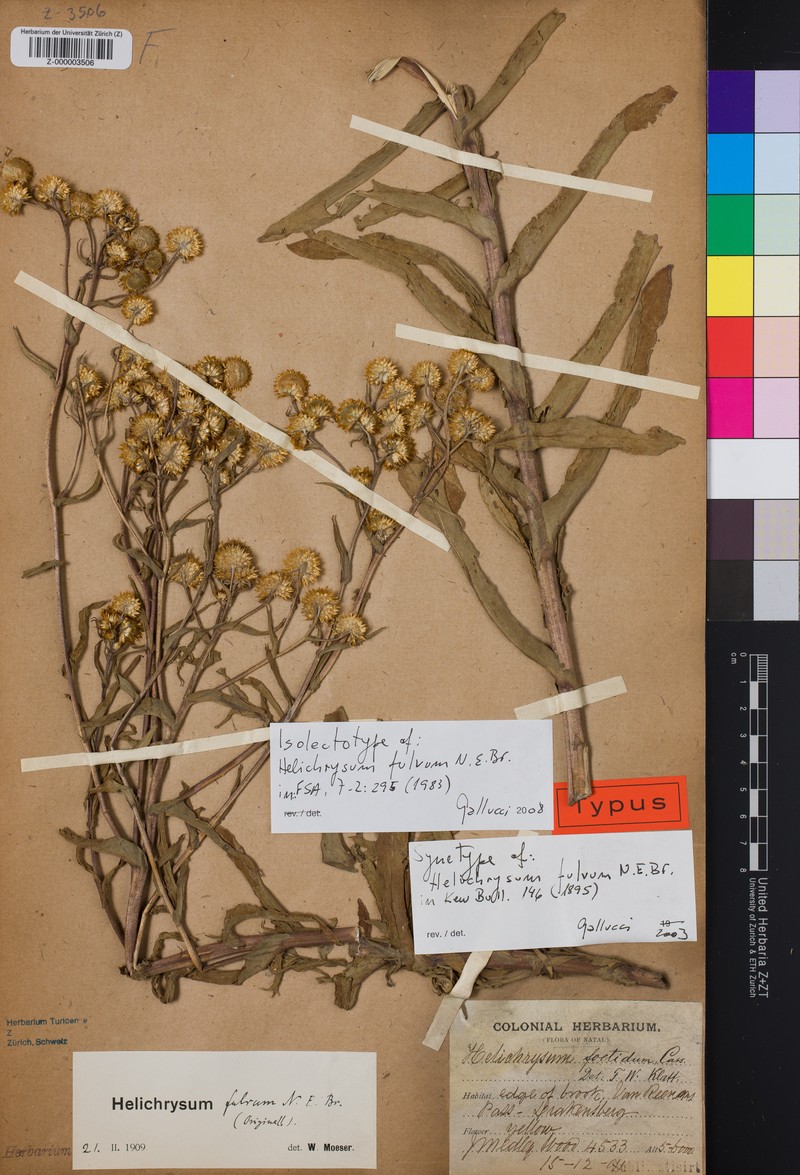 Helichrysum fulvum photo 2