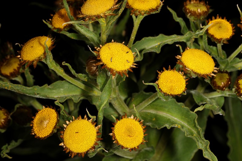 Helichrysum fulvum