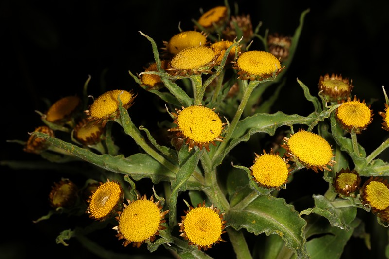 Helichrysum fulvum photo 3