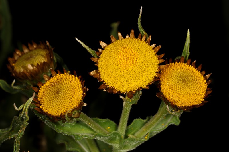 Helichrysum fulvum photo 4