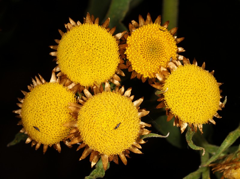 Helichrysum fulvum photo 5