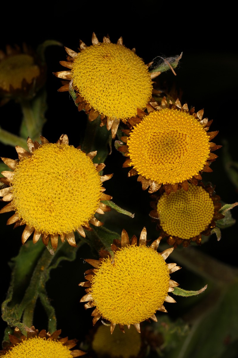 Helichrysum fulvum photo 6