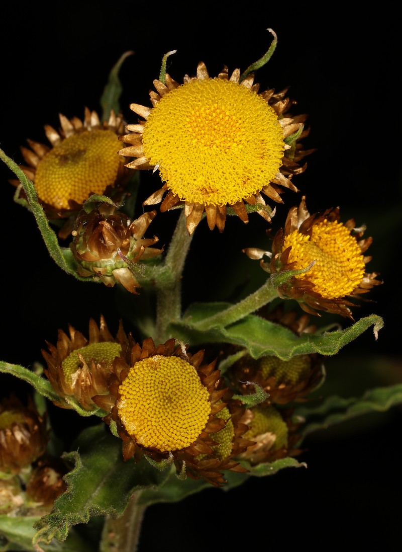 Helichrysum fulvum photo 7