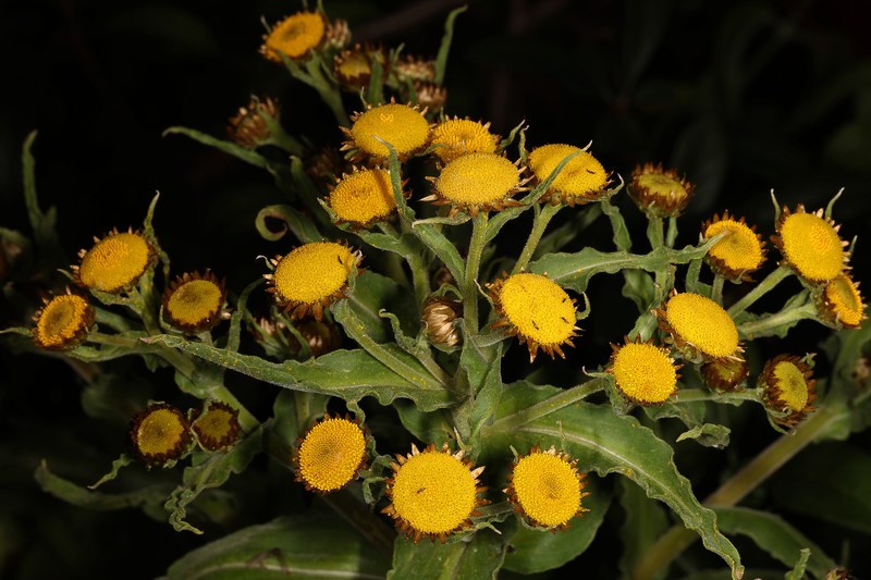 Helichrysum fulvum photo 8