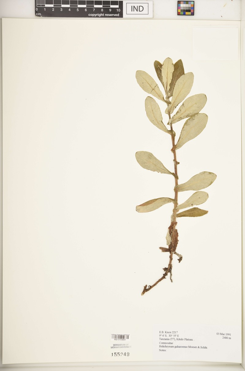 Helichrysum gaharoense