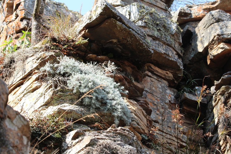 Helichrysum galpinii photo 2