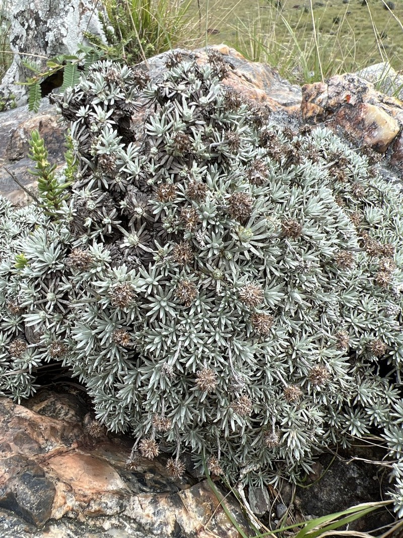 Helichrysum galpinii photo 3