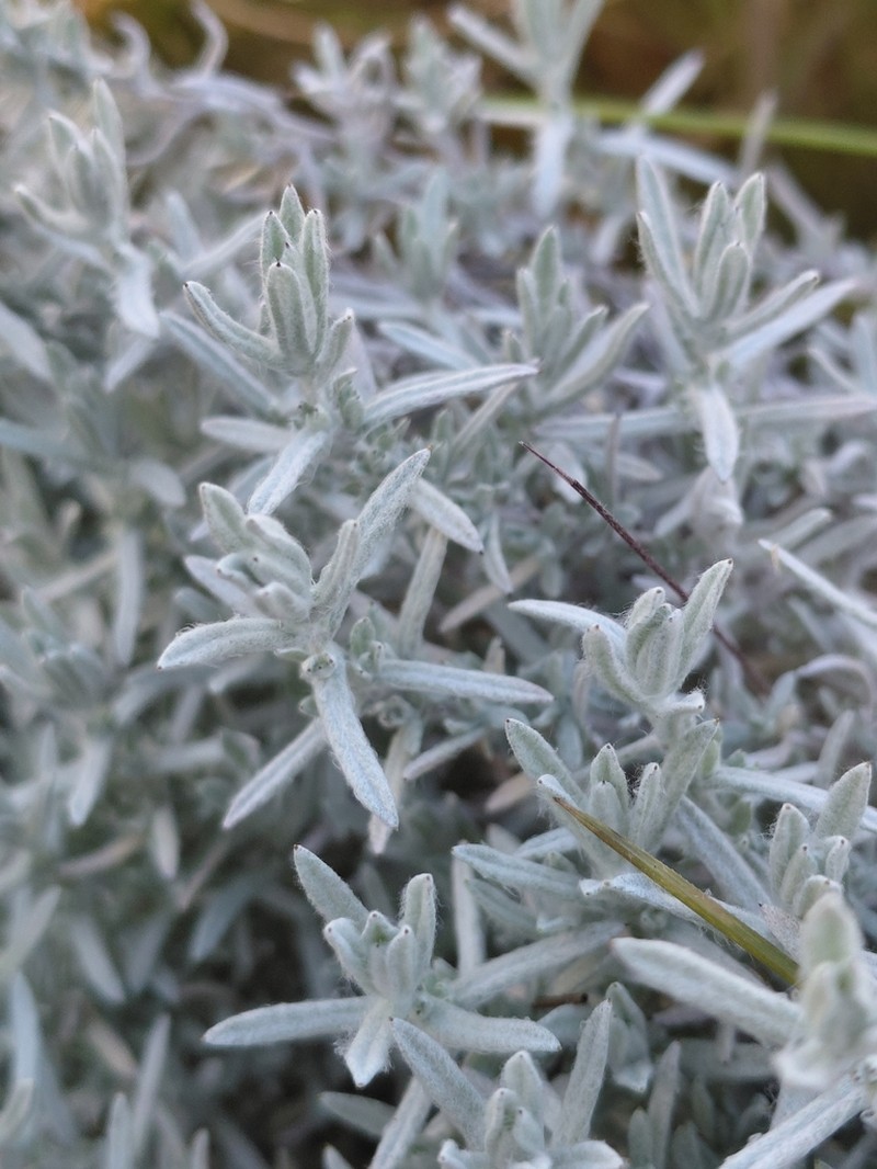 Helichrysum galpinii photo 4