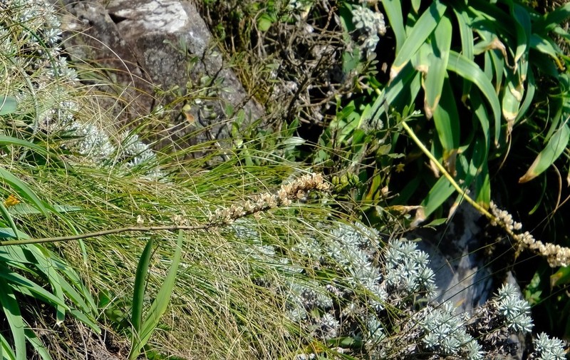 Helichrysum galpinii photo 5