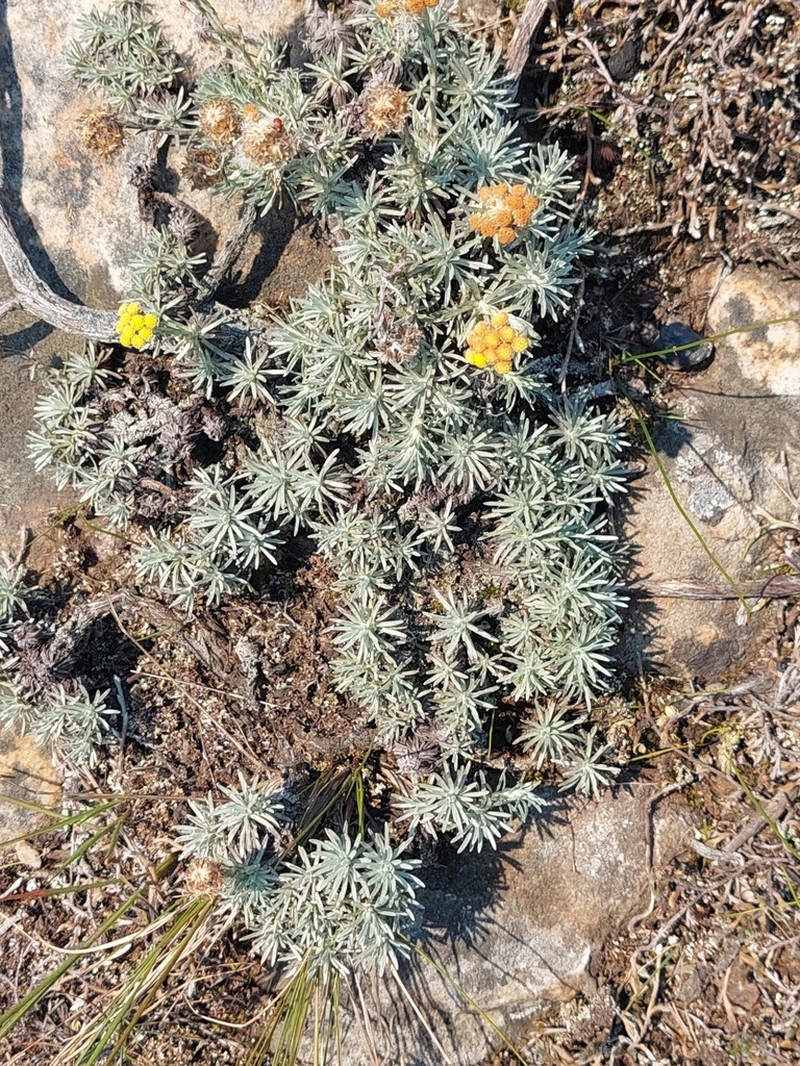 Helichrysum galpinii photo 6