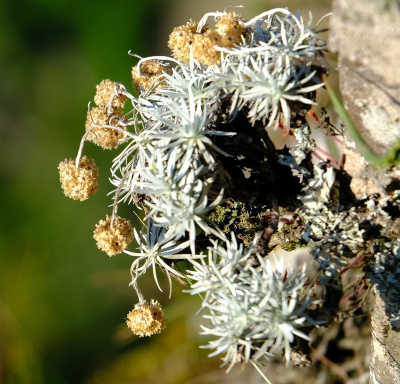 Helichrysum galpinii photo 7
