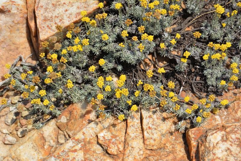 Helichrysum galpinii photo 8