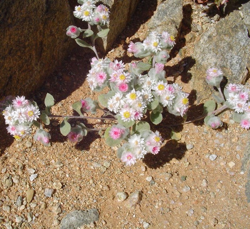 Helichrysum gariepinum